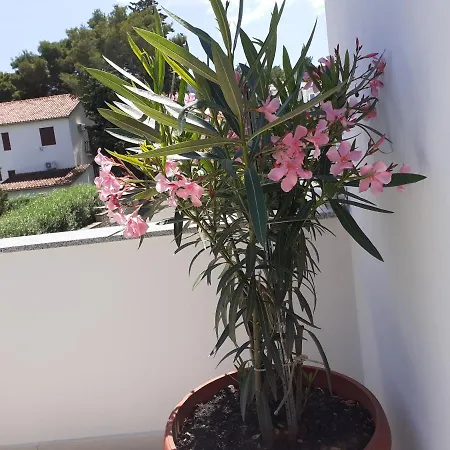 Gæstehus Miletic Jelsa (Hvar)