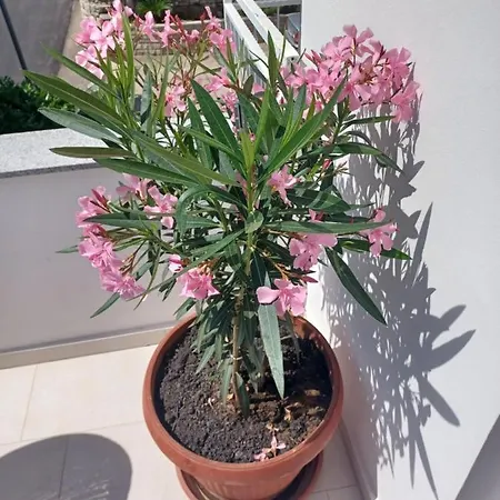 게스트하우스 Miletic 4*